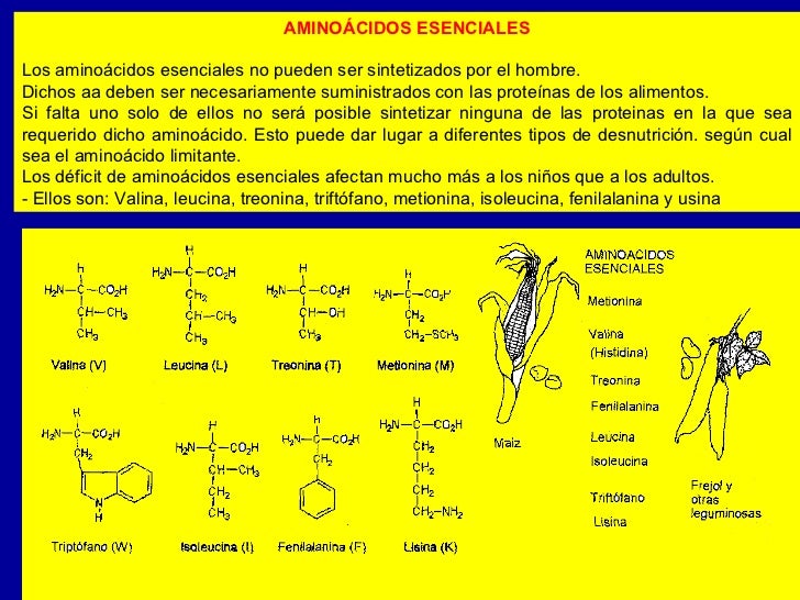 Enzim proteolitik pdf