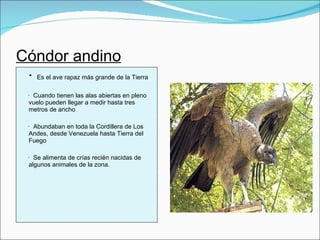 Cóndor andino ·   Es el ave rapaz más grande de la Tierra ·  Cuando tienen las alas abiertas en pleno vuelo pueden llegar a medir hasta tres metros de ancho ·  Abundaban en toda la Cordillera de Los Andes, desde Venezuela hasta Tierra del Fuego ·  Se alimenta de crías recién nacidas de algunos animales de la zona. 