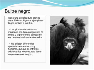Buitre negro · Tiene una envergadura alar de unos 250 cm. Algunos ejemplares llegan incluso a los 3 m · Las plumas del dorso son marrones con tintes negruzcos El cuello y la parte de la cabeza se encuentran totalmente desnudos ·  No existen diferencias aparentes entre machos y hembras, aunque sí entre los adultos y los jóvenes, que tienen un plumaje casi negro. 