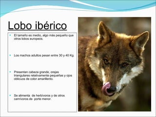Lobo ibérico El tamaño es medio, algo más pequeño que otros lobos europeos. Los machos adultos pesan entre 30 y 40 Kg. Presentan cabeza grande, orejas triangulares relativamente pequeñas y ojos oblicuos de color amarillento. Se alimenta  de herbívoros y de otros carnívoros de  porte menor. 