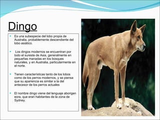 Dingo Es una subespecie del lobo propia de Australia, probablemente descendiente del lobo asiático. Los dingos modernos se encuentran por todo el sureste de Asia, generalmente en pequeñas manadas en los bosques naturales, y en Australia, particularmente en el norte.  Tienen características tanto de los lobos como de los perros modernos, y se piensa que su apariencia es similar a la del antecesor de los perros actuales  El nombre dingo viene del lenguaje aborigen eora, que eran habitantes de la zona de Sydney. 