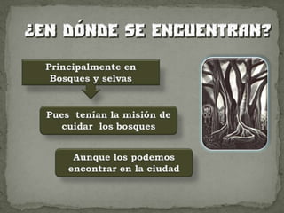 Principalmente en Bosques y selvas Pues  tenían la misión de cuidar  los bosquesAunque los podemos encontrar en la ciudad