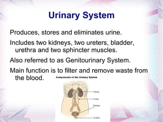 Urinary System Produces, stores and eliminates urine. 