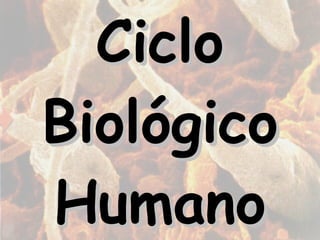 Ciclo Biológico Humano 