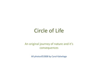 Circle of Life: Photo Journey of Nature and it's Consequences