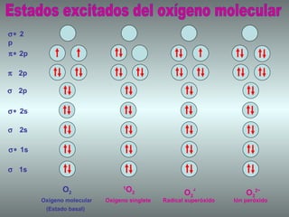    1s  1s    2s  2s    2p    2p    2p  2p Oxígeno molecular (Estado basal) Oxígeno singlete Radical superóxido Ión peróxido O 2 1 O 2 O 2 2 - Estados excitados del oxígeno molecular O 2 - . 