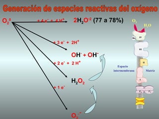Matriz Espacio O 2   H 2 O intermembrana O 2 0 2 H 2 O - 2   (77 a 78%) + 4 e -  +  4 H + O H .  +  O H -   H 2 O 2 O 2 . - + 1 e - + 2 e -  +  2 H + + 3 e -  +  2H + Generación de especies reactivas del oxígeno 