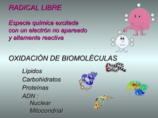 Especie química excitada con un electrón no apareado y altamente reactiva RADICAL LIBRE OXIDACIÓN DE BIOMOLÉCULAS Lípidos Carbohidratos Proteínas ADN : Nuclear Mitocondrial 