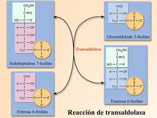Reacción de transaldolasa Transaldolasa Sedoheptulosa 7-fosfato Eritrosa 4-fosfato Gliceraldehido 3-fosfato Fructosa 6-fosfato 