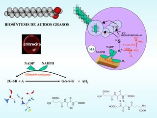 NADPH  OXIDASA NADPH O 2 NADP + SOD H 2 O 2   O 2   CATALASA O 2   H 2 O H 2 O 2   CLO - MIELOPEROXIDASA Cl  - eritrocito 2G-SH  G-S-S-G  NADPH  NADP +   BIOSÍNTESIS DE ACIDOS GRASOS + A  +  AH 2   Glutatión reductasa L O 2 • - L L L L M.I. 