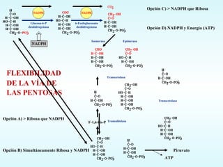 FLEXIBILIDAD DE LA VÍA DE LAS PENTOSAS F-1,6-bis-P Opción A) > Ribosa que NADPH Opción B) Simultáneamente Ribosa y NADPH Opción C) > NADPH que Ribosa Opción D) NADPH y Energía (ATP) Piruvato ATP Glucosa-6-P deshidrogenasa 6-Fosfogluconato deshidrogenasa Isomerasa Epimerasa Transcetolasa Transaldolasa Transcetolasa 