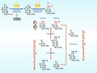 Glucosa-6-P deshidrogenasa 6-Fosfogluconato deshidrogenasa Isomerasa Epimerasa Transcetolasa Transaldolasa Transcetolasa I I G L U C O L S S I I G L U C O L S S 