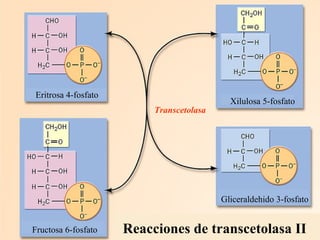 Reacciones de transcetolasa II Fructosa 6-fosfato Eritrosa 4-fosfato Xilulosa 5-fosfato Gliceraldehido 3-fosfato Transcetolasa 