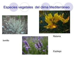 Especies vegetales del clima Mediterráneo tomillo Espliego Retama