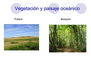 Vegetación y paisaje oceánico Prados Bosques