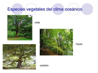 Especies vegetales del clima oceánico roble castaño hayas