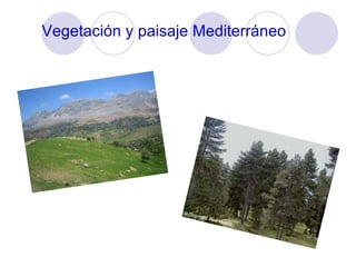 Vegetación y paisaje Mediterráneo