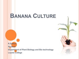 Banana Culture R.Sathes Student Department of Plant Biology and Bio technology Loyola College 