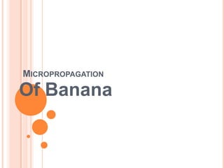 Micropropagation<br />Of Banana<br />
