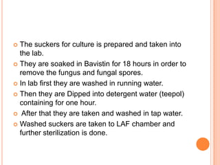 The suckers for culture is prepared and taken into the lab.<br />They are soaked in Bavistin for 18 hours in order to remo...