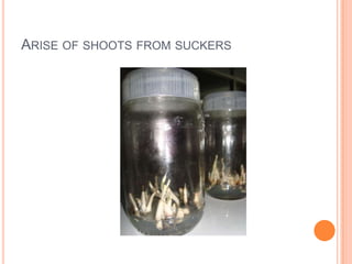 Arise of shoots from suckers<br />