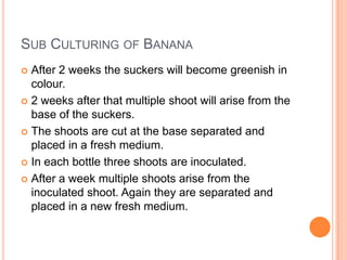 Sub Culturing of Banana<br />After 2 weeks the suckers will become greenish in colour.<br />2 weeks after that multiple sh...