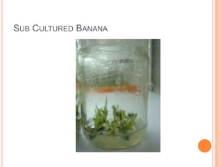 Sub Cultured Banana<br />