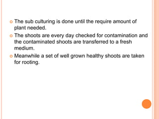 The sub culturing is done until the require amount of plant needed.<br />The shoots are every day checked for contaminatio...