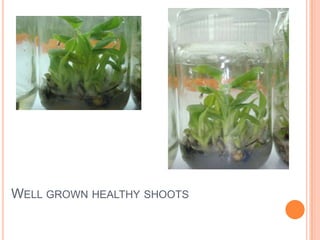 Well grown healthy shoots<br />