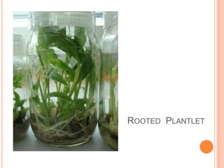 Rooted  Plantlet<br />