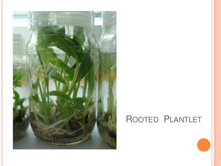 Plant tissue culture techniques of Banana