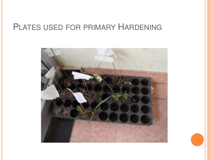 Plant tissue culture techniques of Banana