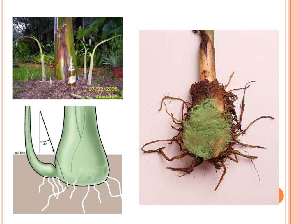 Plant tissue culture techniques of Banana