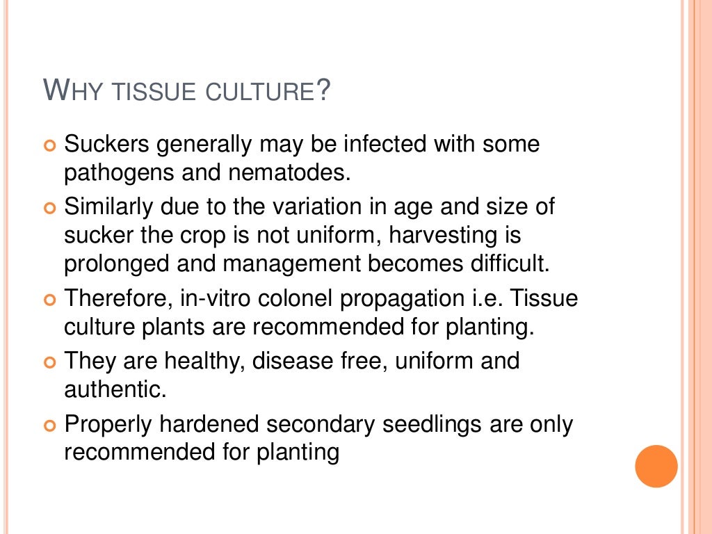 Plant tissue culture techniques of Banana
