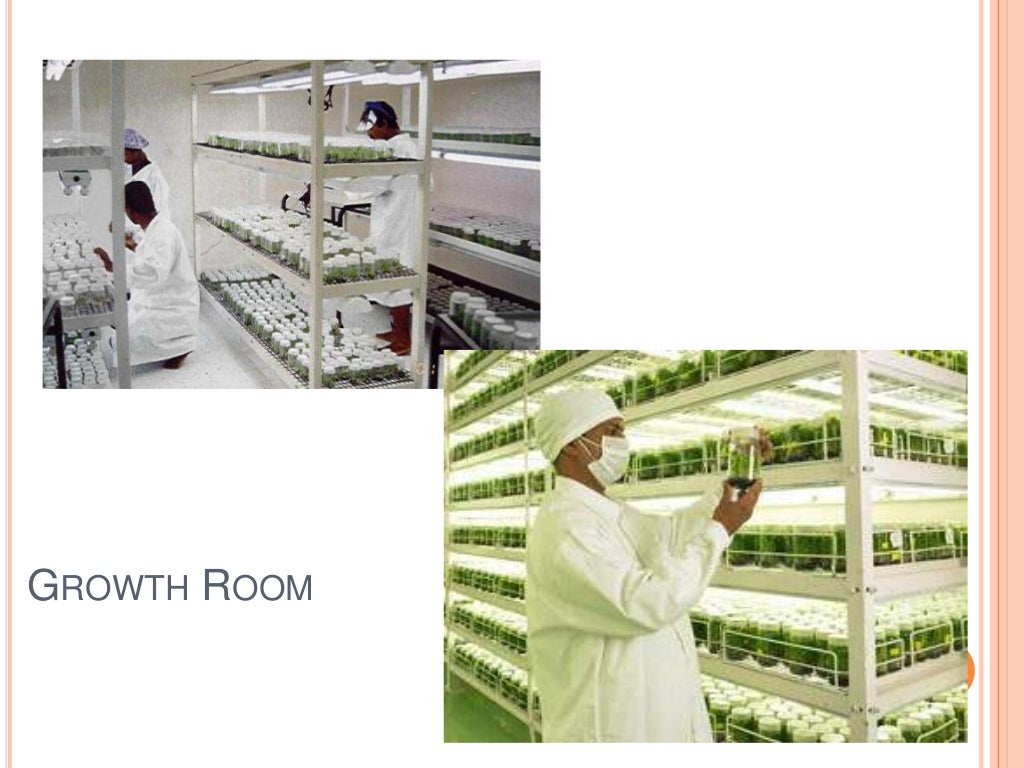 Plant tissue culture techniques of Banana