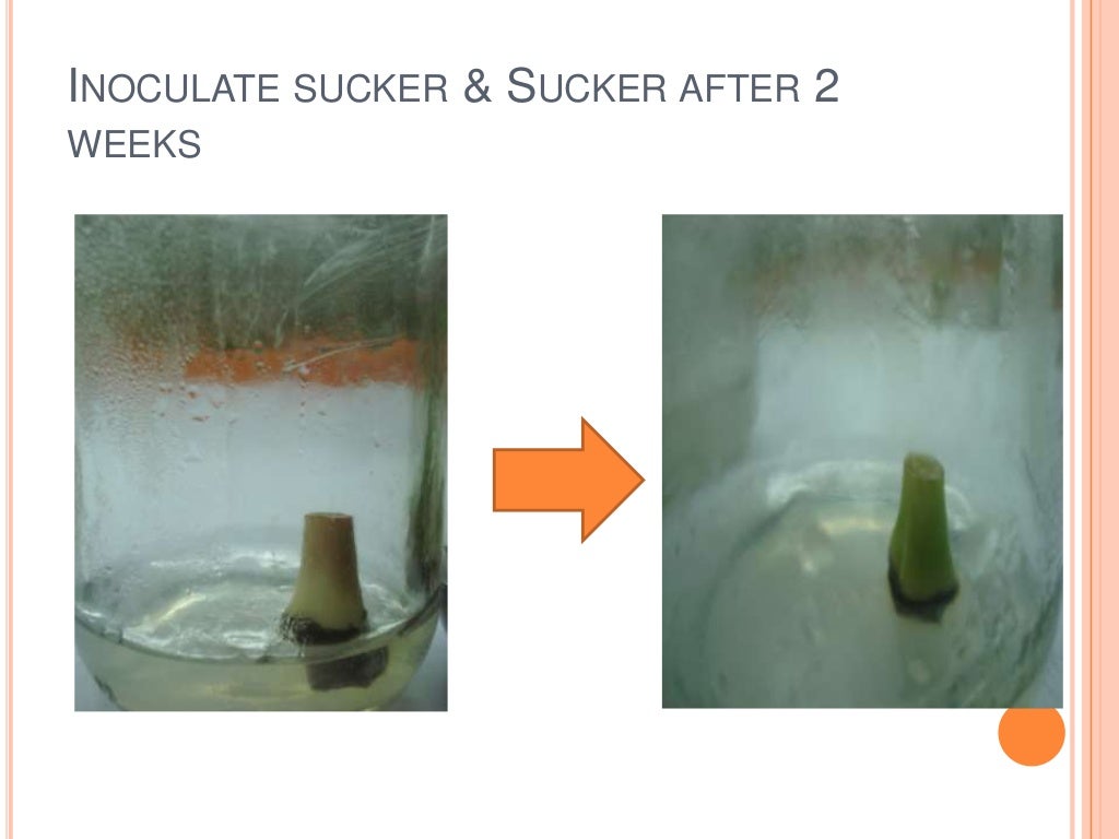 Plant tissue culture techniques of Banana