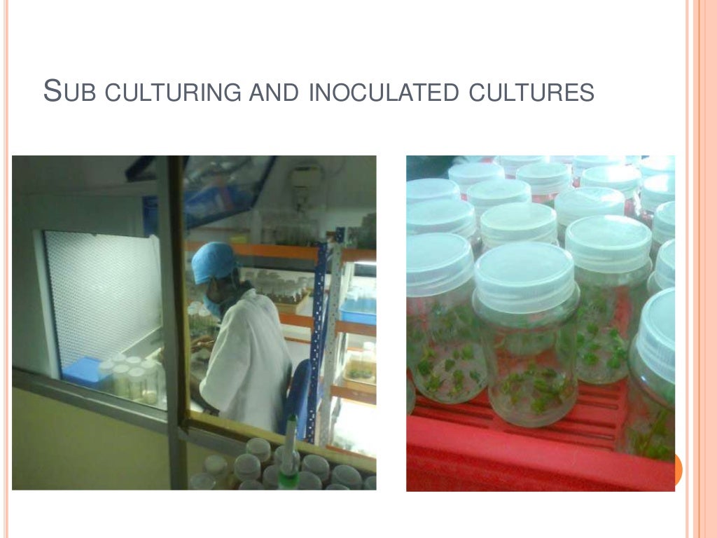 Plant tissue culture techniques of Banana