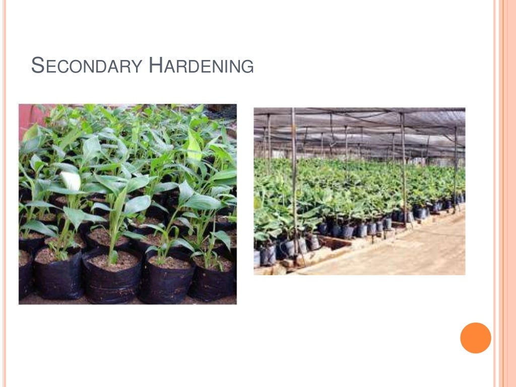 Plant tissue culture techniques of Banana