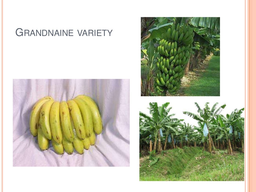 Plant tissue culture techniques of Banana