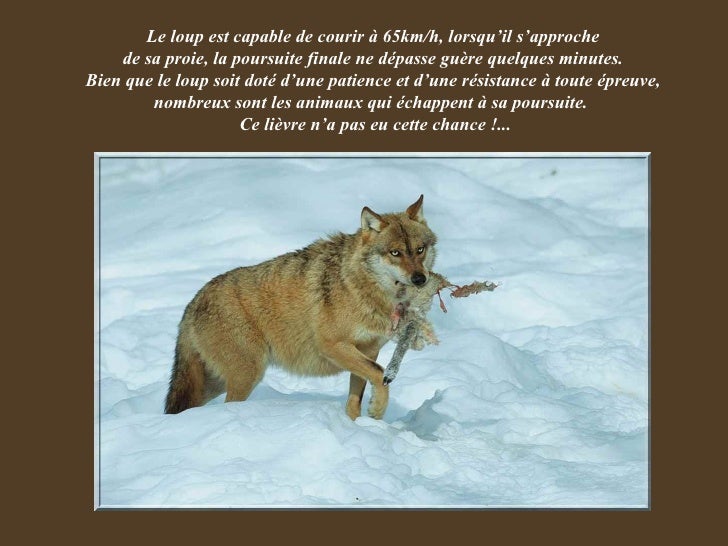 Connaître les loups