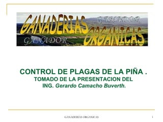 GANADERIAS ORGANICAS CONTROL DE PLAGAS DE LA PIÑA . TOMADO DE LA PRESENTACION DEL ING.  Gerardo Camacho Buverth. 