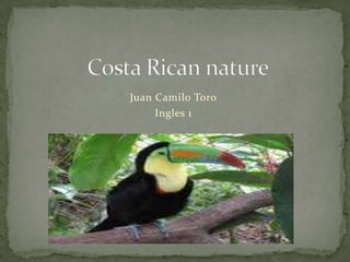 Costa Ricannature Juan Camilo Toro Ingles 1 