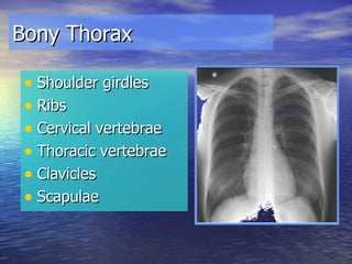 Bony Thorax Shoulder girdles Ribs Cervical vertebrae Thoracic vertebrae Clavicles Scapulae 