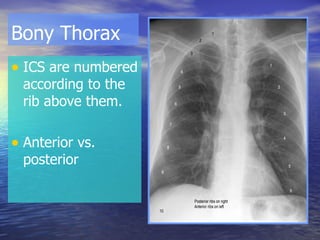 Bony Thorax ICS are numbered according to the rib above them. Anterior vs. posterior 