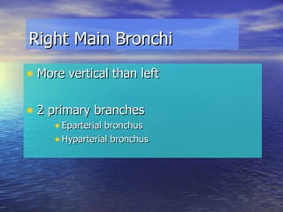Right Main Bronchi More vertical than left 2 primary branches Eparterial bronchus Hyparterial bronchus 