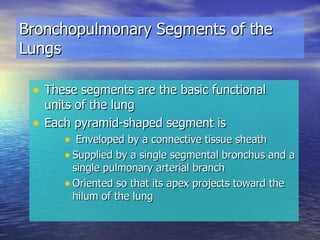 These segments are the basic functional units of the lung Each pyramid-shaped segment is Enveloped by a connective tissue sheath Supplied by a single segmental bronchus and a single pulmonary arterial branch Oriented so that its apex projects toward the hilum of the lung Bronchopulmonary Segments of the Lungs 