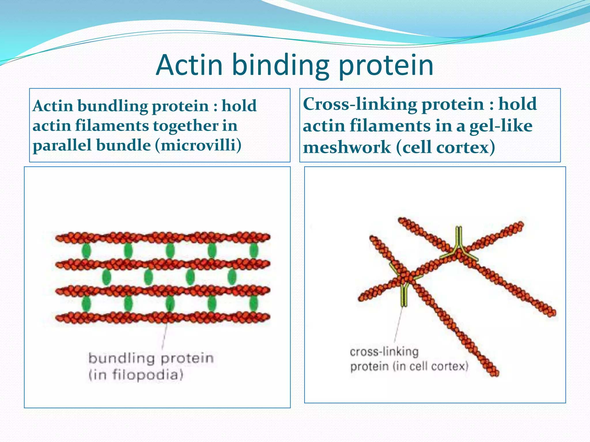 Actin binding protein
Actin bundling protein : hold   Cross-linking protein : hold
actin filaments together in     actin filaments in a gel-like
parallel bundle (microvilli)    meshwork (cell cortex)
 