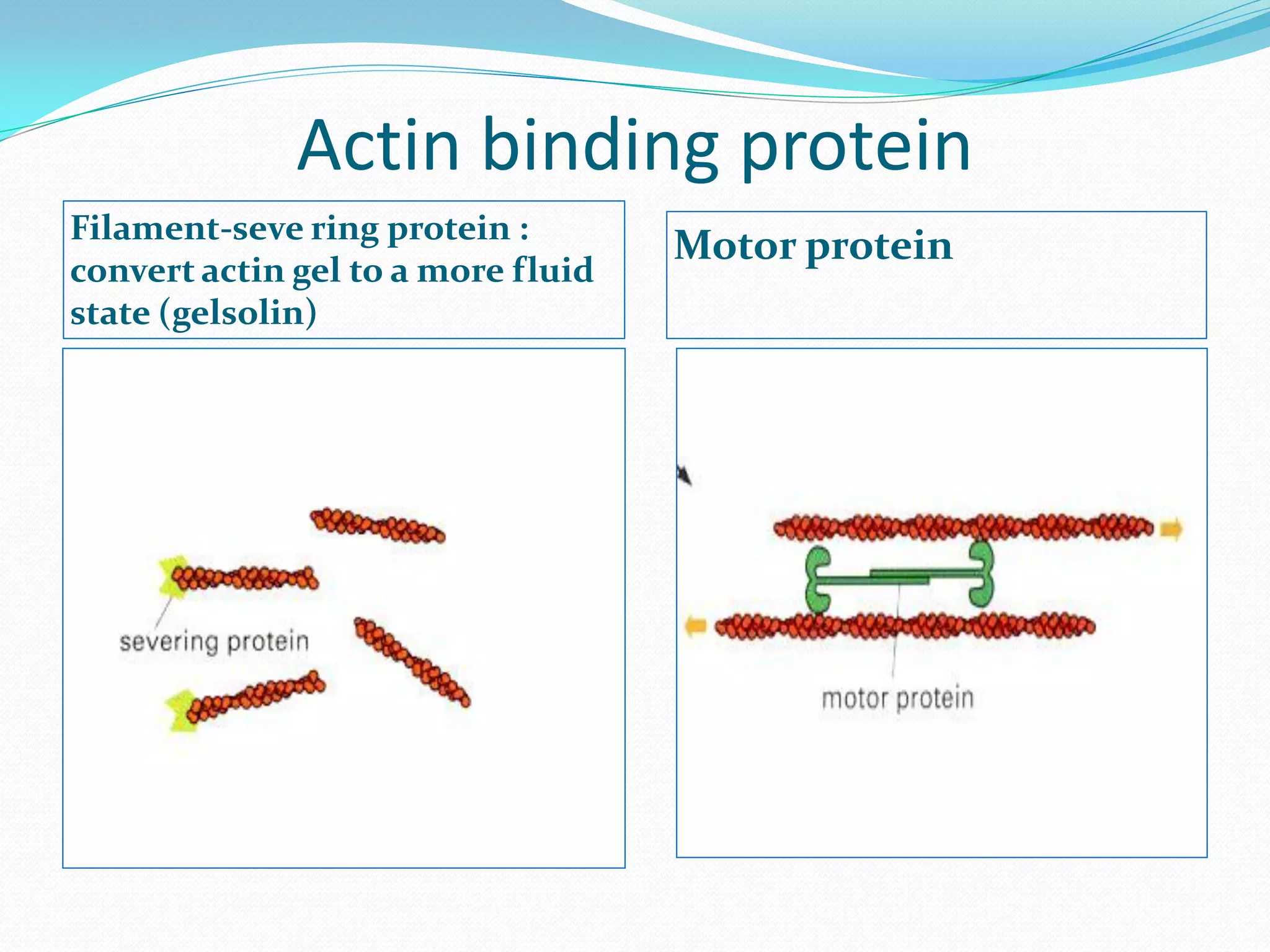 Actin binding protein
Filament-seve ring protein :
                                    Motor protein
convert actin gel to a more fluid
state (gelsolin)
 