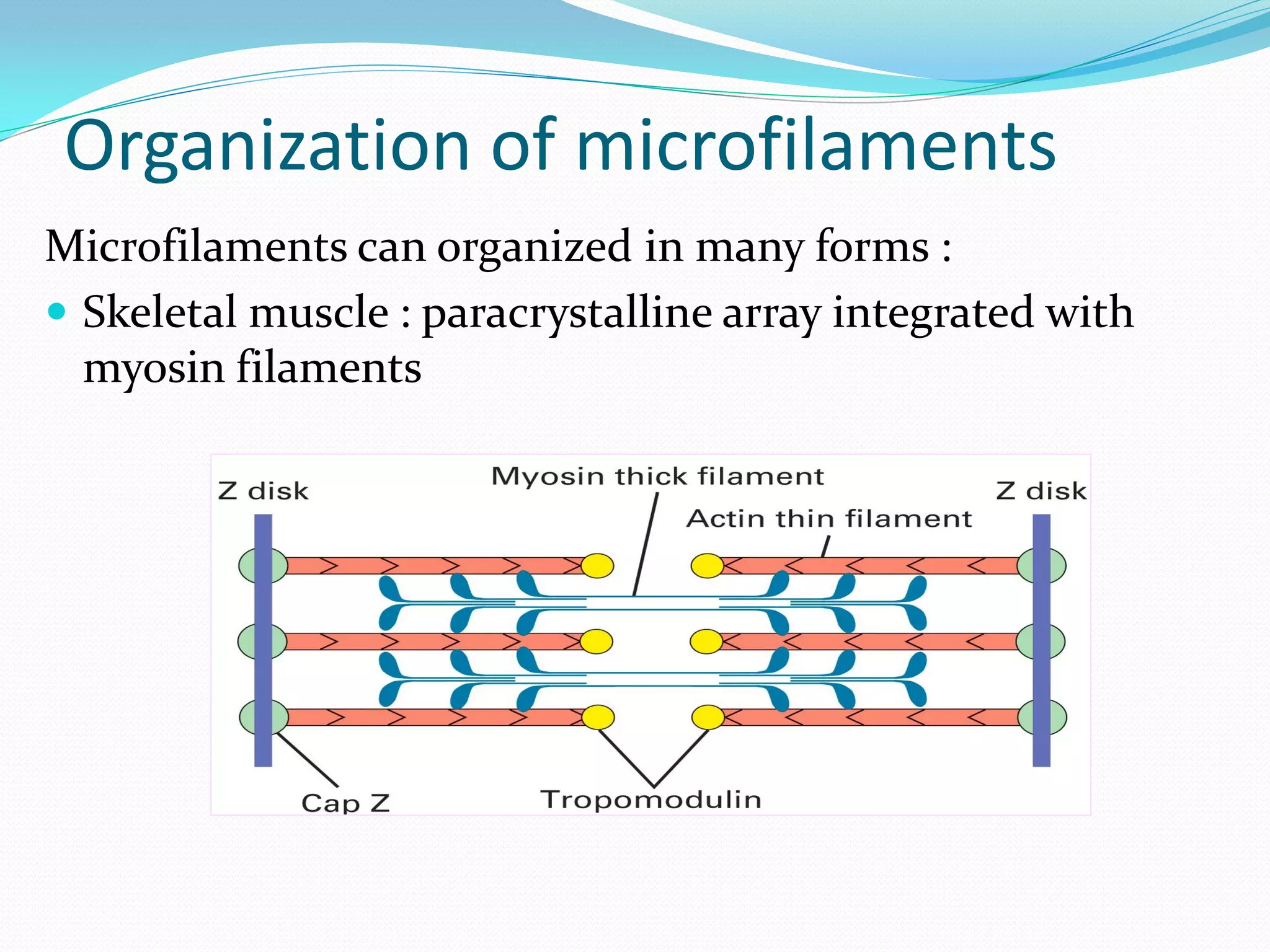 Organization of microfilaments
Microfilaments can organized in many forms :
 Skeletal muscle : paracrystalline array integrated with
  myosin filaments
 