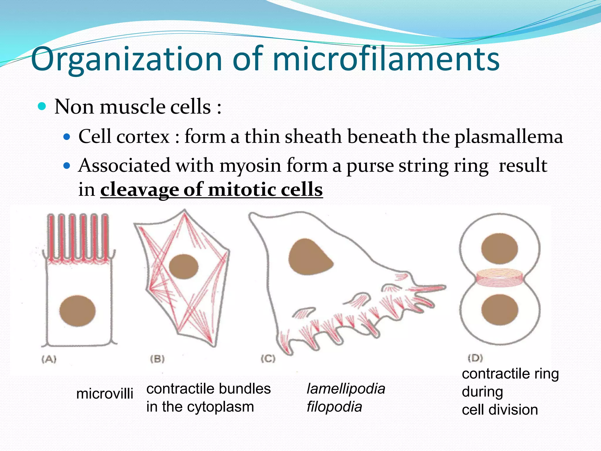 Organization of microfilaments
 Non muscle cells :
   Cell cortex : form a thin sheath beneath the plasmallema
   Associated with myosin form a purse string ring result
    in cleavage of mitotic cells




                                                    contractile ring
    microvilli contractile bundles   lamellipodia   during
               in the cytoplasm      filopodia      cell division
 